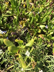 Steganopsis melanogaster