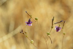 Conanthera trimaculata