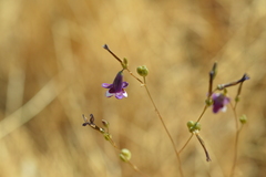 Conanthera trimaculata
