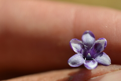 Conanthera trimaculata
