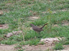 Quiscalus lugubris