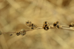 Conanthera trimaculata
