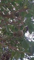 Hippomane mancinella
