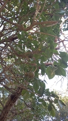Hippomane mancinella