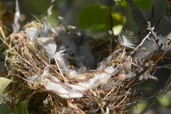 Aves