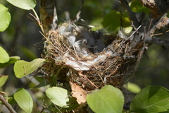 Aves