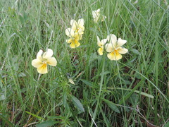 Viola lutea