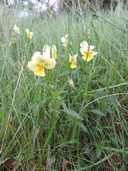 Viola lutea