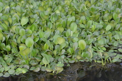 Limnobium laevigatum