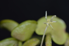 Limnobium laevigatum
