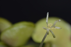 Limnobium laevigatum