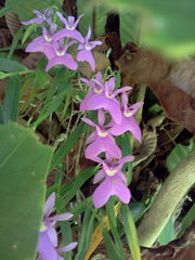 Epidendrum centropetalum