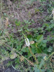 Heliotropium angiospermum