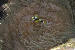 Amphiprion latezonatus