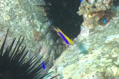 Chrysiptera flavipinnis