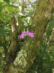 Epidendrum centropetalum