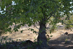 Nothofagus alessandrii