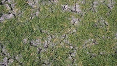 Sporobolus aculeatus