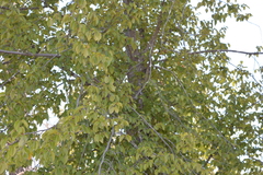 Nothofagus alessandrii