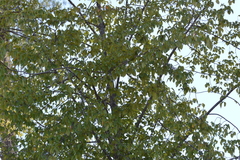 Nothofagus alessandrii