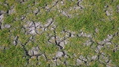 Sporobolus aculeatus