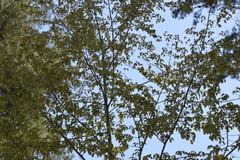 Nothofagus alessandrii