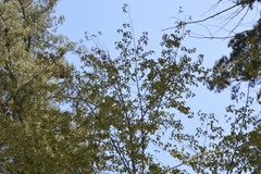 Nothofagus alessandrii