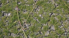 Sporobolus aculeatus