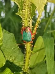 Edessa rufomarginata