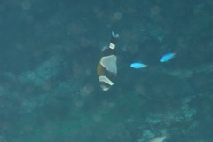 Amphiprion latezonatus