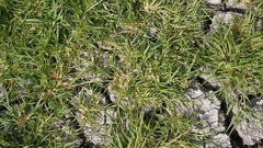 Sporobolus aculeatus