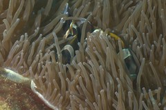 Amphiprion latezonatus