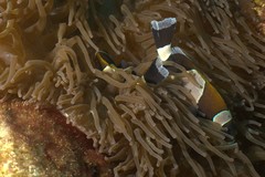 Amphiprion latezonatus