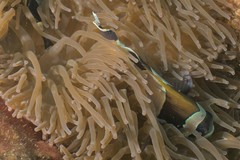 Amphiprion latezonatus