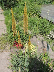 Eremurus stenophyllus