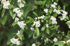 Pyracantha fortuneana