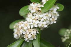 Pyracantha fortuneana
