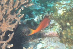 Cyprinocirrhites polyactis