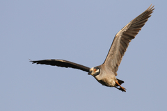 Yellow-Crowned Night Heron photo 4