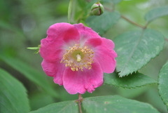 Rosa moyesii