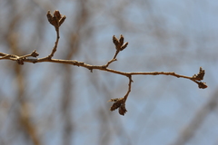 Nothofagus alessandrii