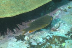 Plectroglyphidodon gascoynei