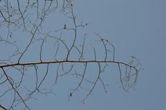 Nothofagus alessandrii
