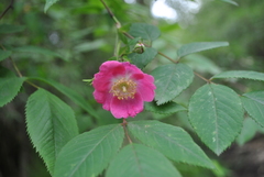 Rosa moyesii