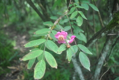 Rosa moyesii
