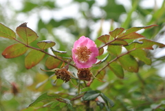 Rosa moyesii