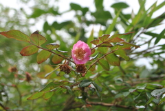 Rosa moyesii