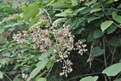 Rubus chroosepalus