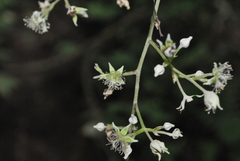 Rubus chroosepalus