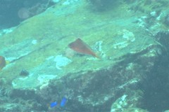 Cyprinocirrhites polyactis